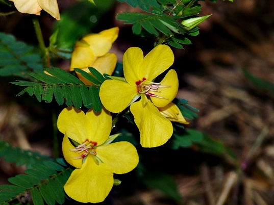 {Chamaecrista fasciculata}